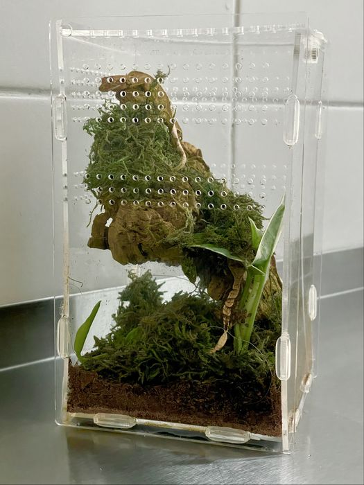 Gekon orzesiony NS /+ terrarium (extrene harlequin, dalmatian, flame)