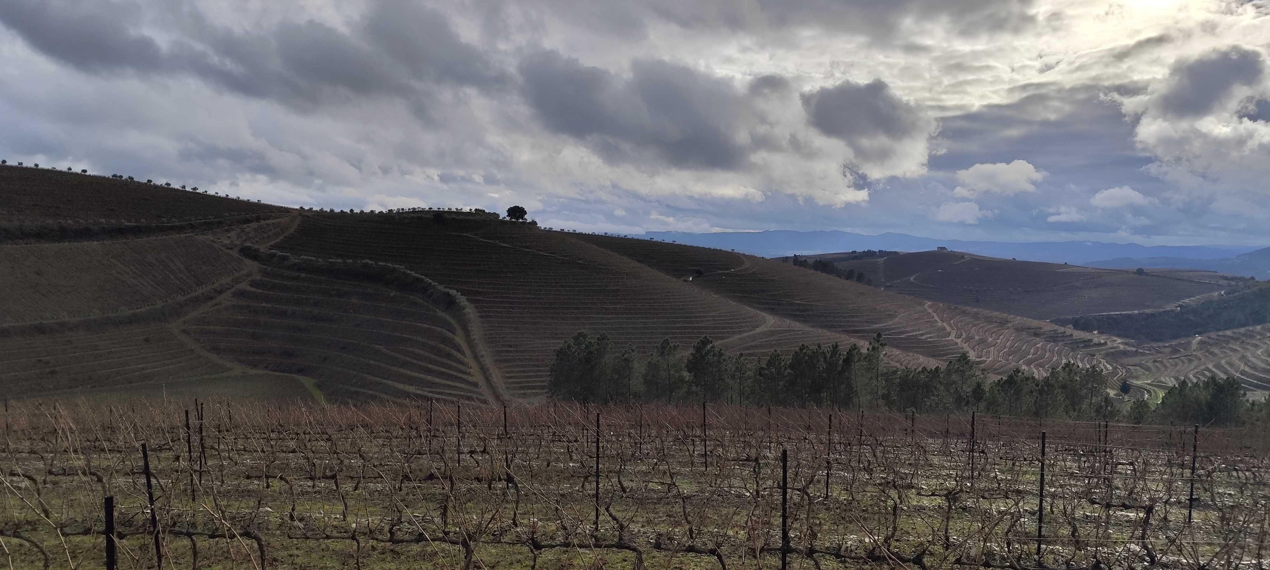 Terreno com vinha - Favaios / Douro