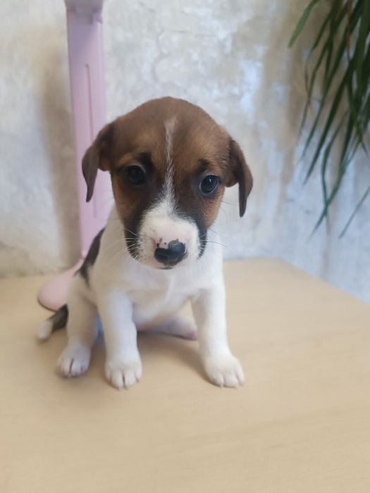 Дети Джек Рассел