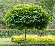 Katalpa Catalpa nana , aurea , wielkokwiatowa