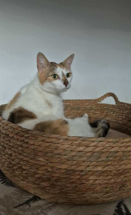Mirinda - trikolorka do adopcji