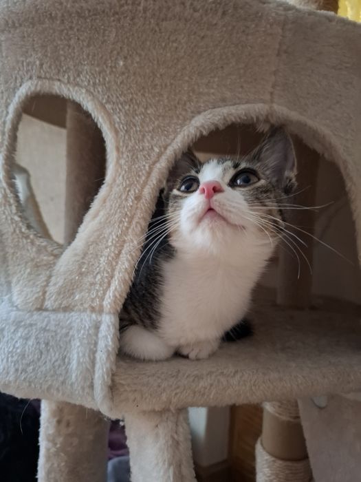 Kraksa szuka domu na zawsze!