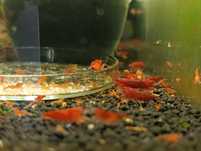 Krewetki Bloody Mary Neocaridina z wody kranowej