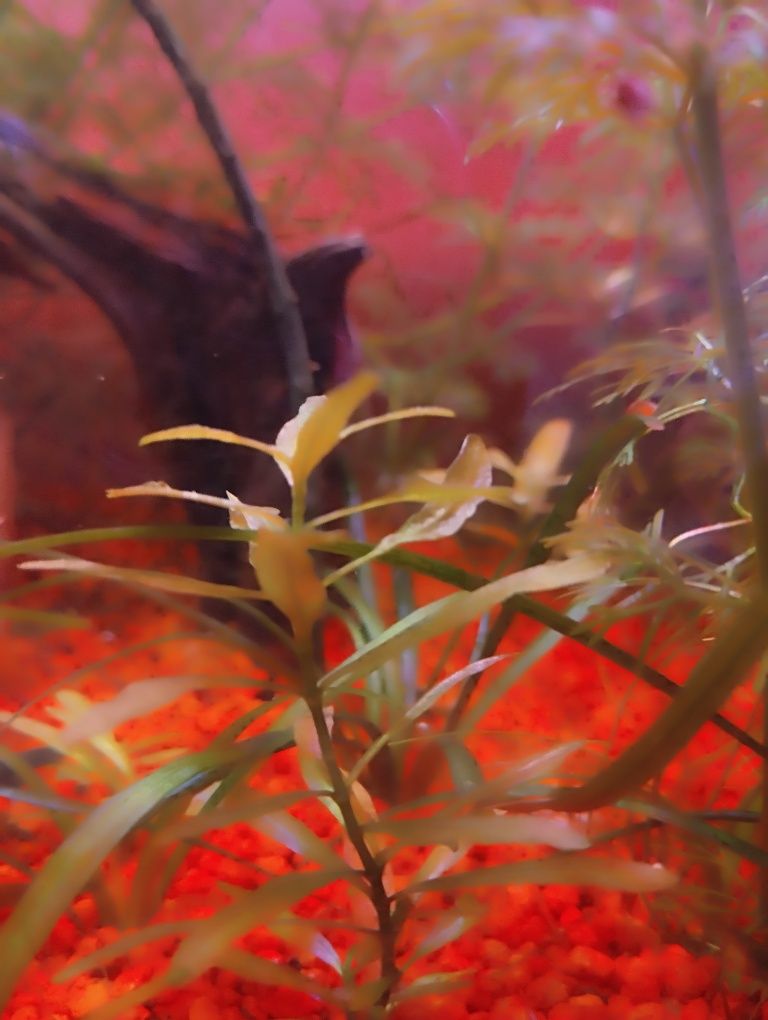 hygrophila polysperma planta de aquário