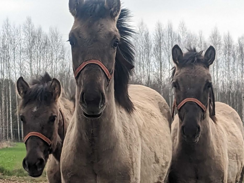 Konik Polski Ogierek