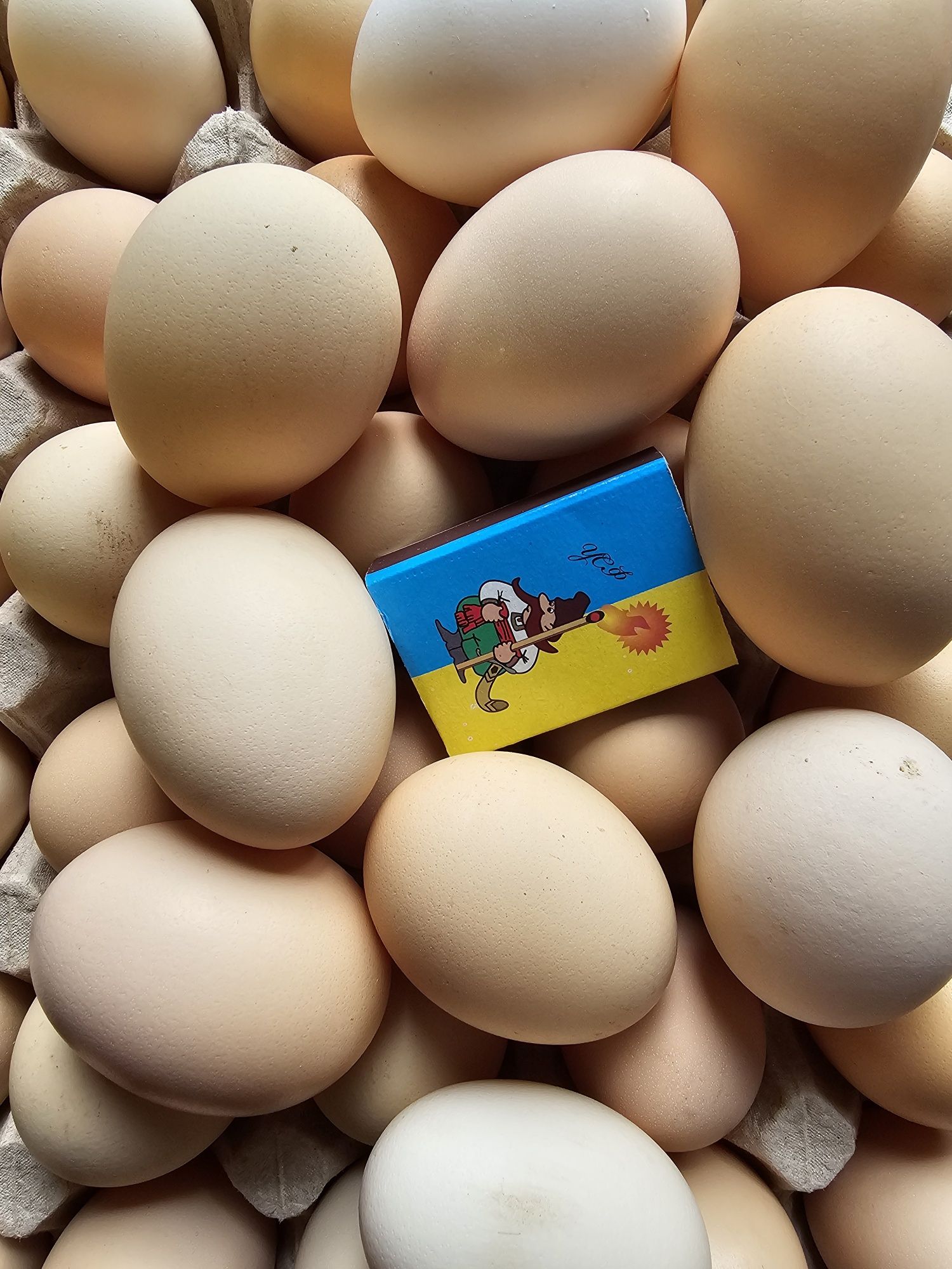 Яйця домашні, Огірки 100 грн  під капроновою кришкою