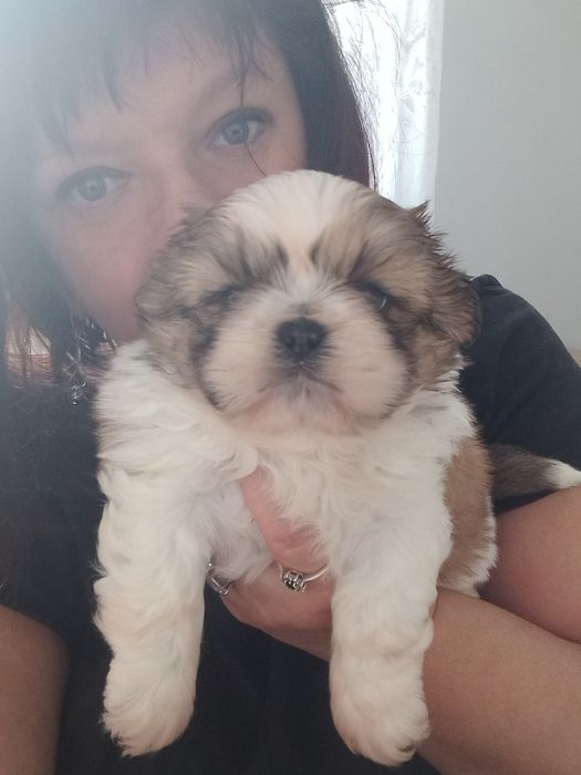 Shih-Tzu przepiękny chłopak