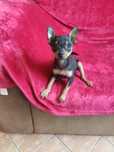 Pinczer miniaturowy.Piesek