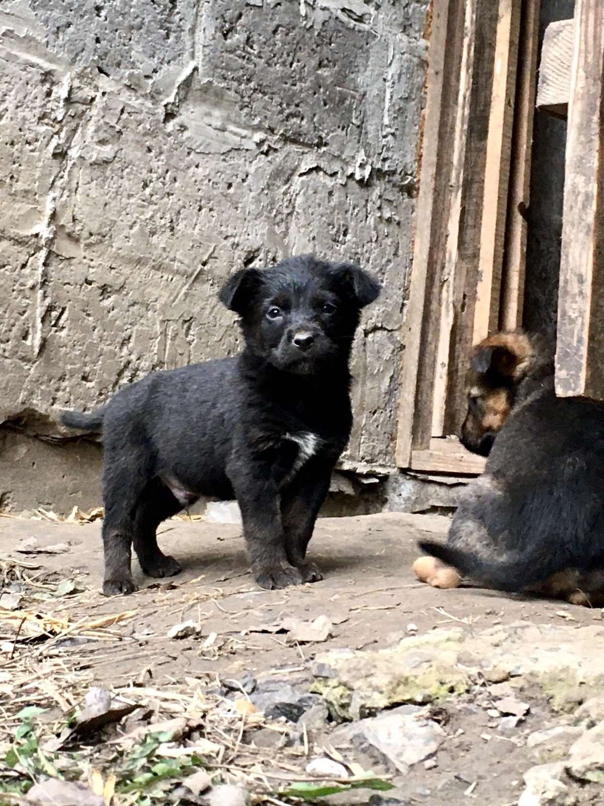 Віддам цуценят в хороші руки