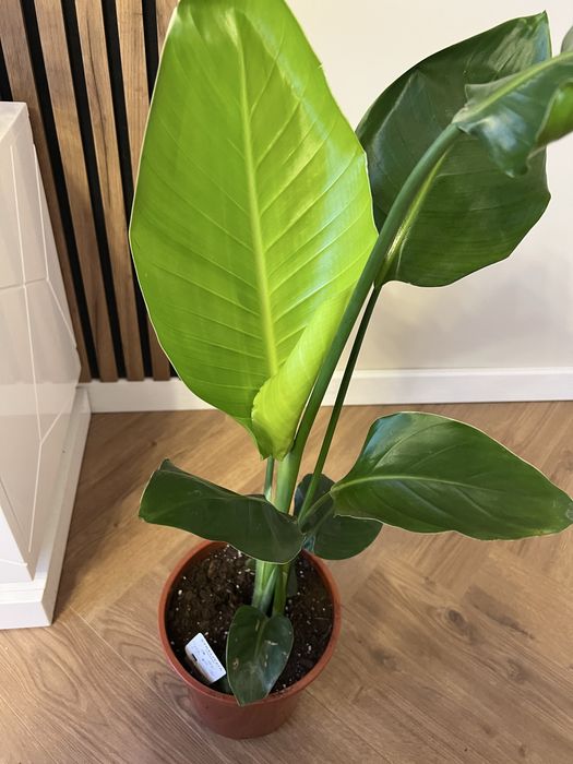 Стреліція Ніколая Миколая