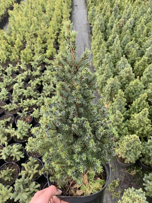 Туя смарагд-різні розміри-відправка