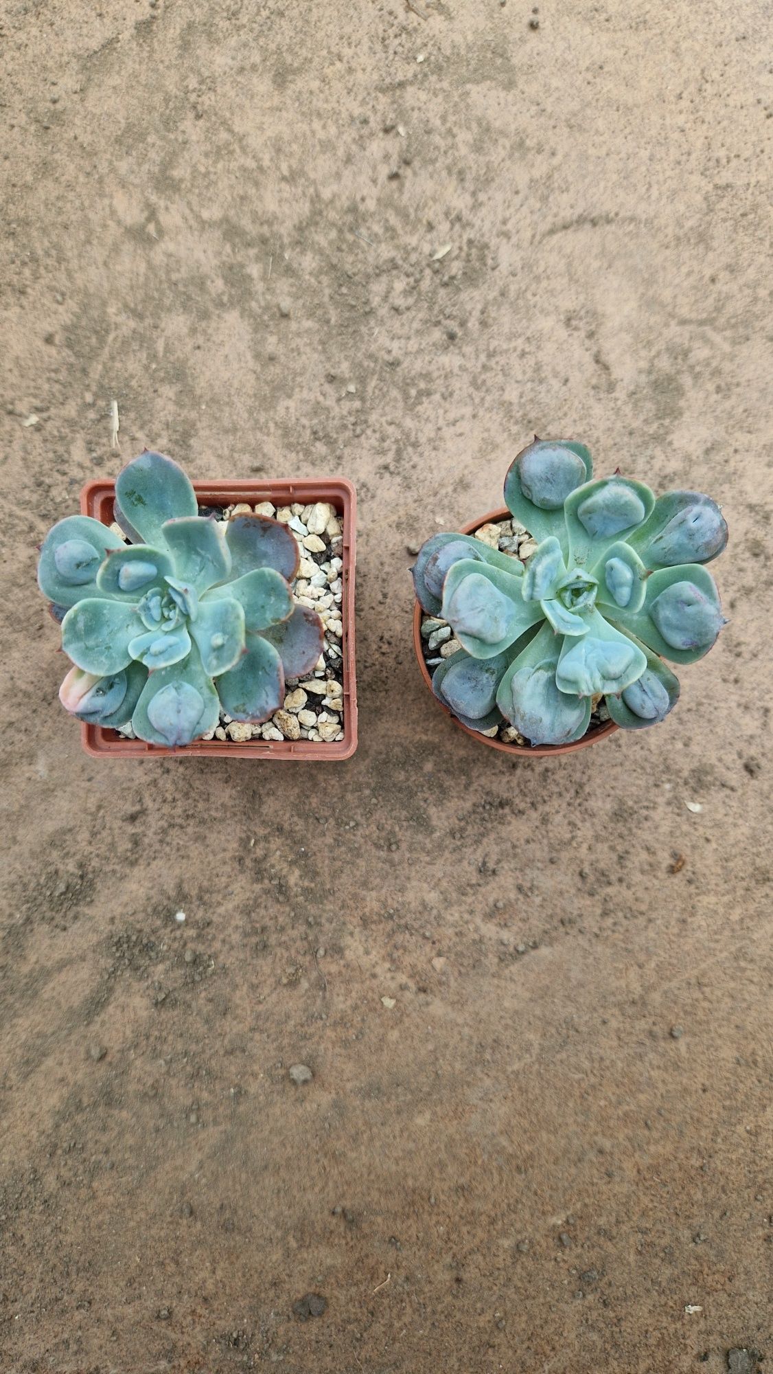 Succulents, суккуленти, квіти