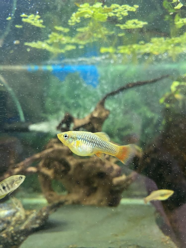 Platka- Zmienniak wielobarwny Variatus multicolor