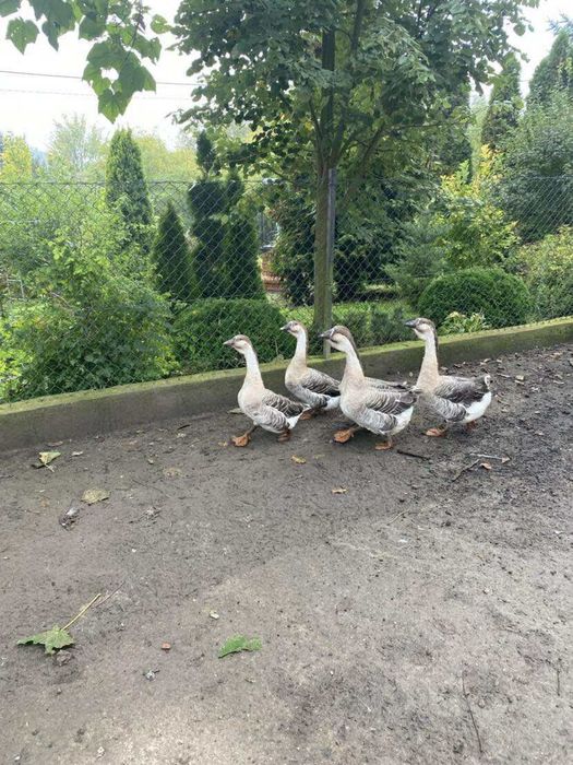 Gęsi Garbonose.