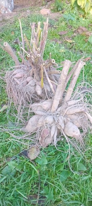 Корінь фіолетових жоржин. Корни георгин. Насіння мальви