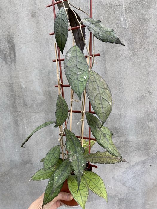 Клеменсіорум.