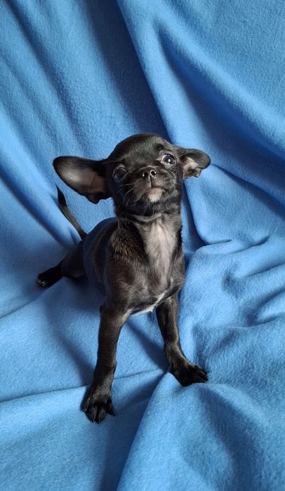 Słodziak piesek Chihuahua