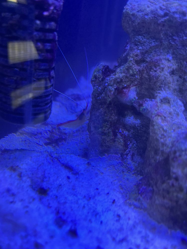 Akwarium morskie 91l kostka na czesci lub calosc