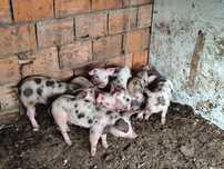 Porcos Piétrain apresuntados