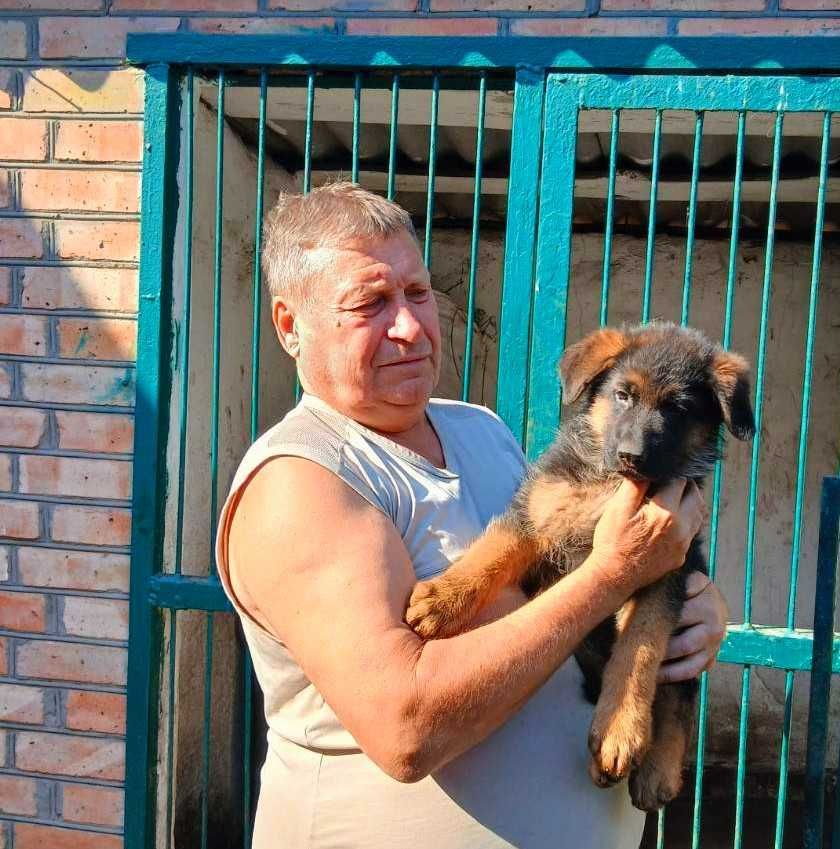 цуценята німецької вівчарки, народжені 07.05.2025