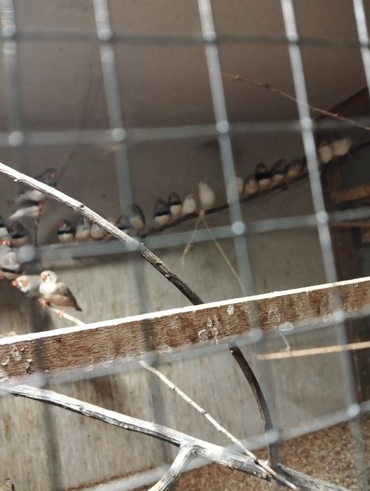 Zeberki amadyny od 20 zł