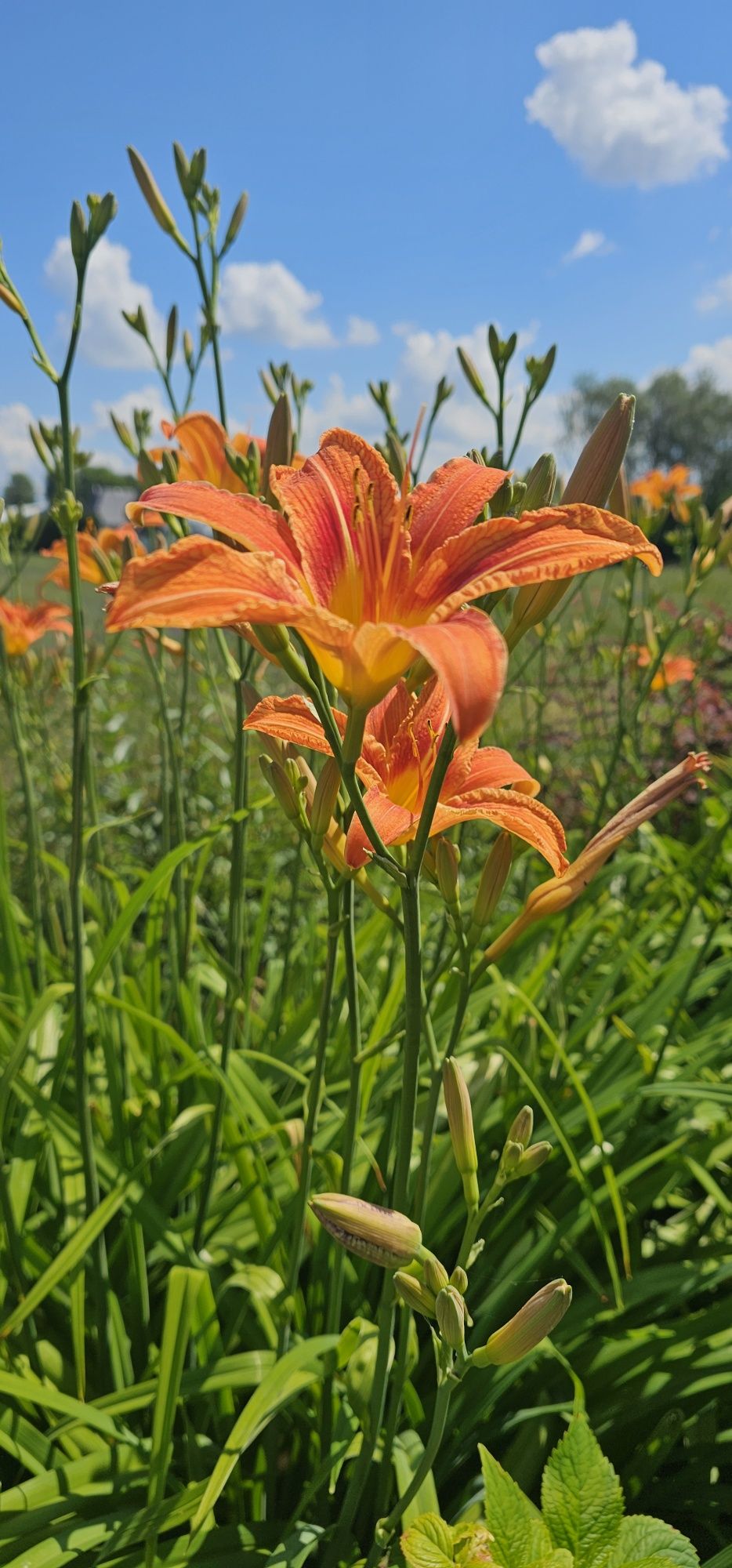 Liliowce wysokie