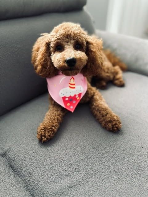 Cavapoo piesek wychowany przez behawioryste.