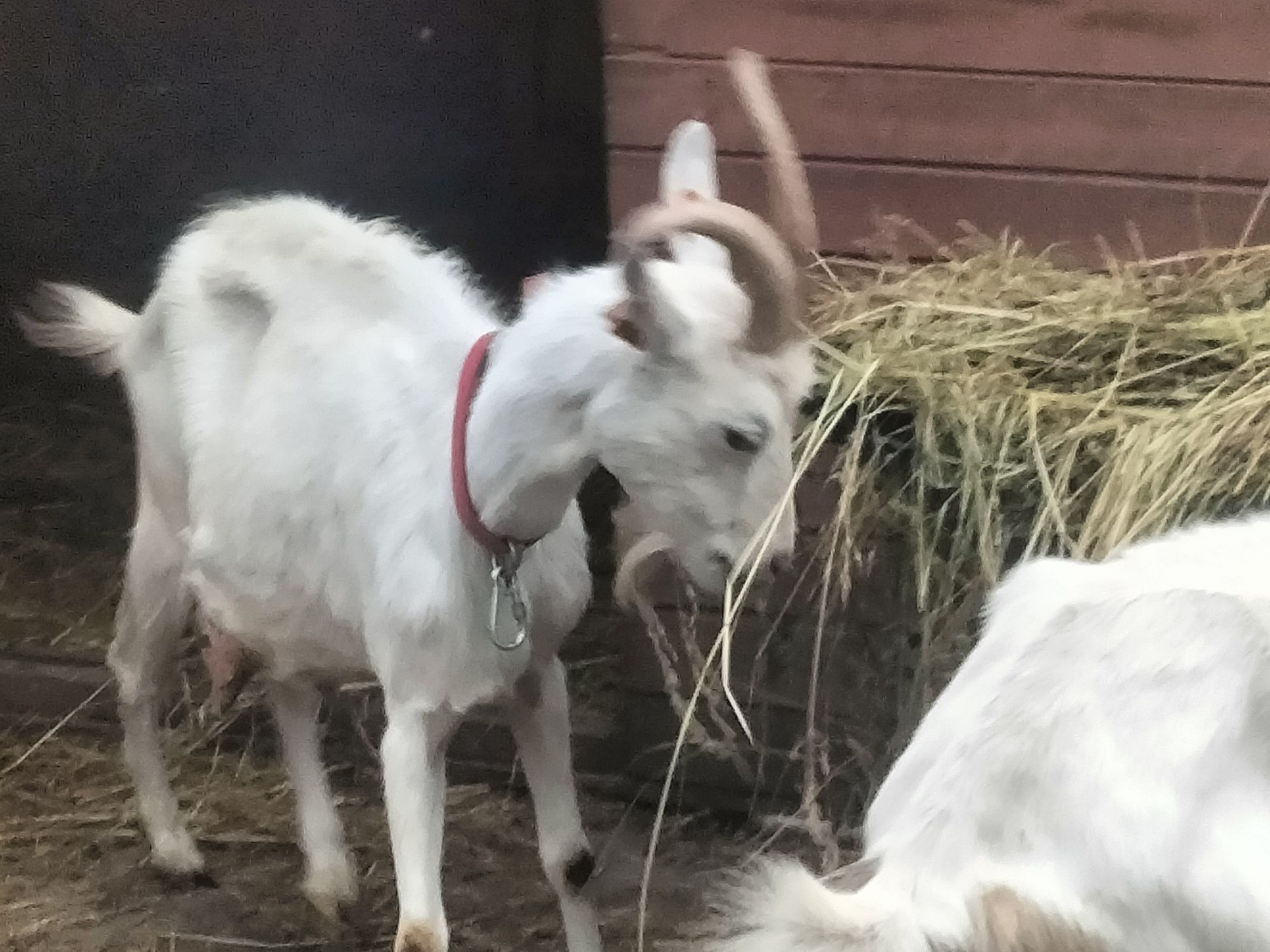 Sprzedam kozy w różnym wieku