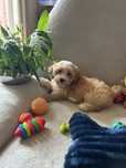 Maltipoo - piękny samczyk