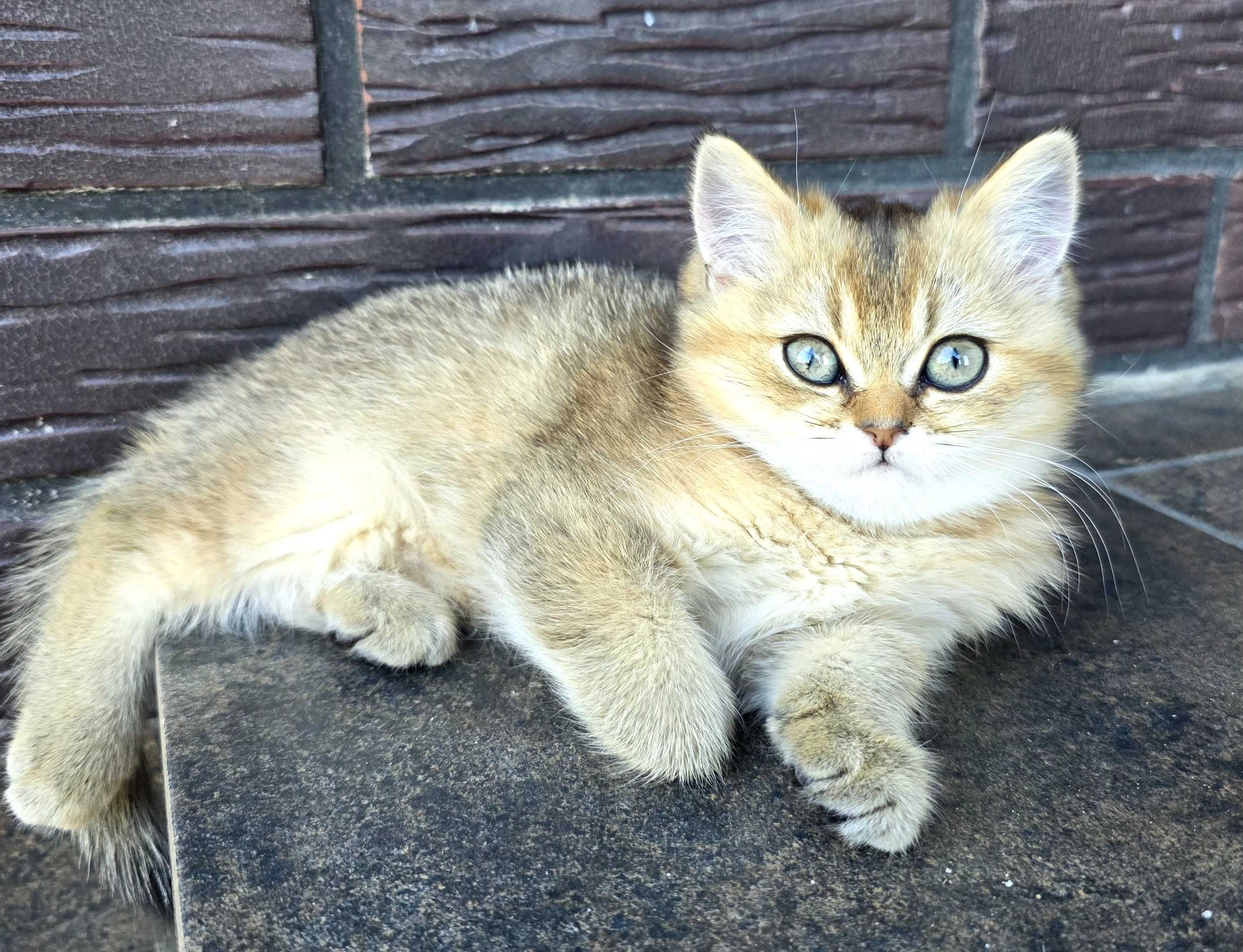 Кошеня золота шиншила
