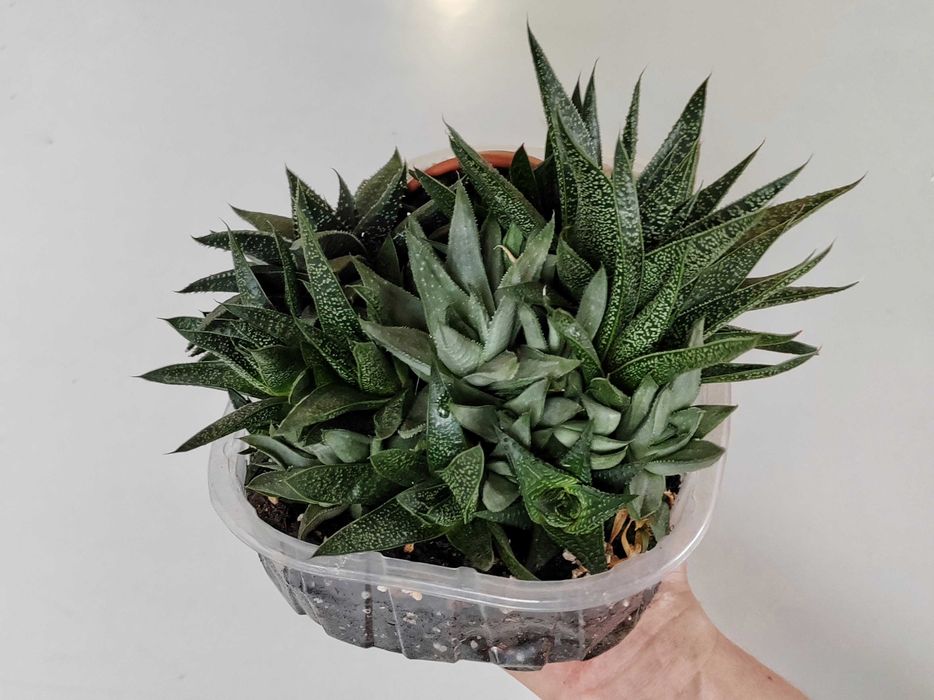 Haworsja sukulenty zestaw sukulentów kompozycja zapraszam!