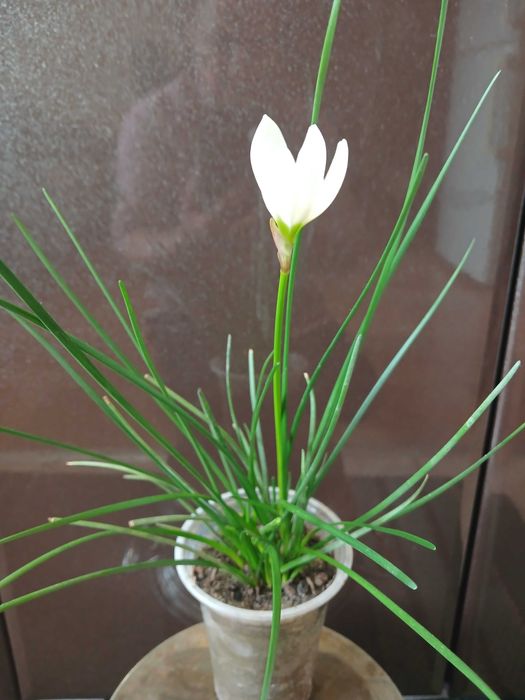 Продам зефирантус  белый