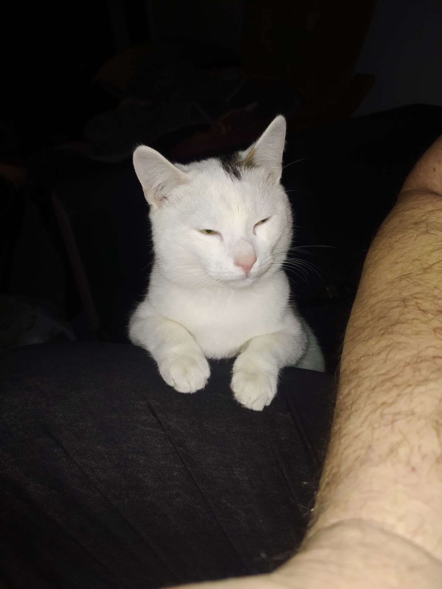 Kotek do oddania