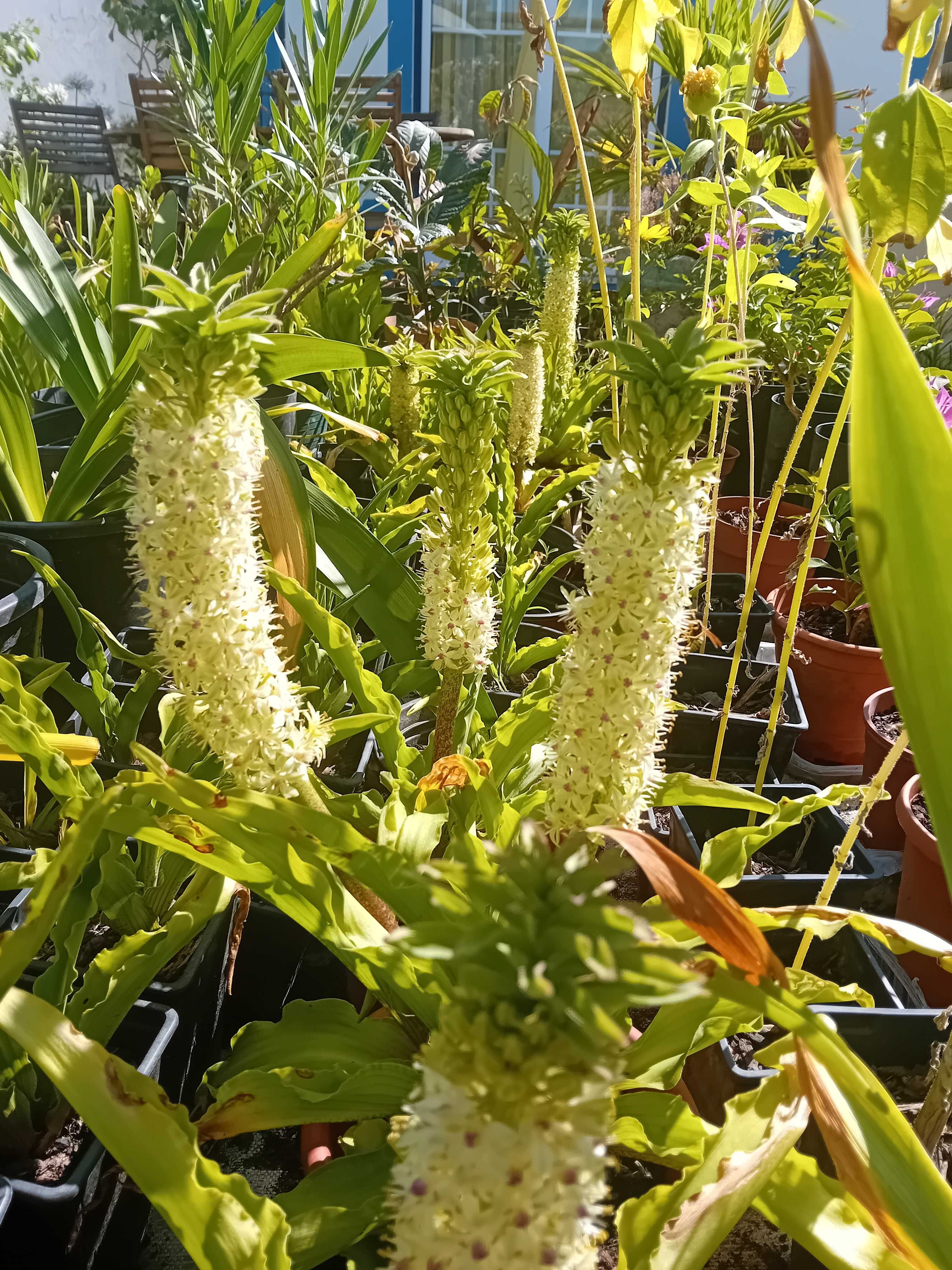 Planta Eucomis da flor ananás