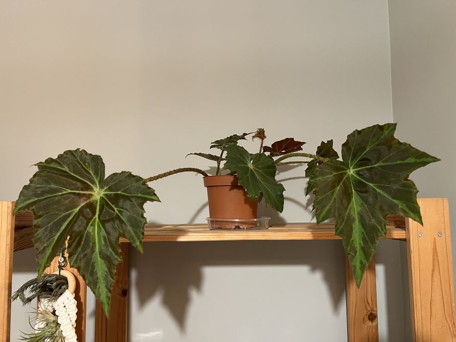 Vendo várias plantas