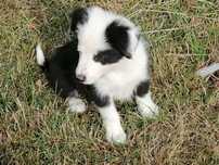 Piękny piesek border collie
