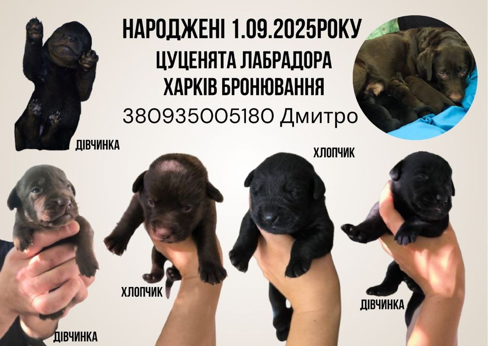 Лаборадоры шоколад и черный