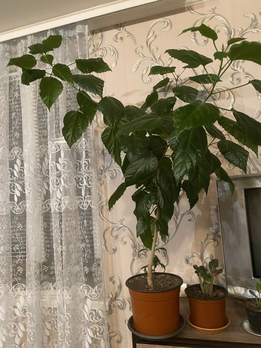 Продам китайську троянду