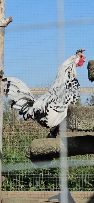 Koguty Appenzeler,  Leghorn, Vorwerk