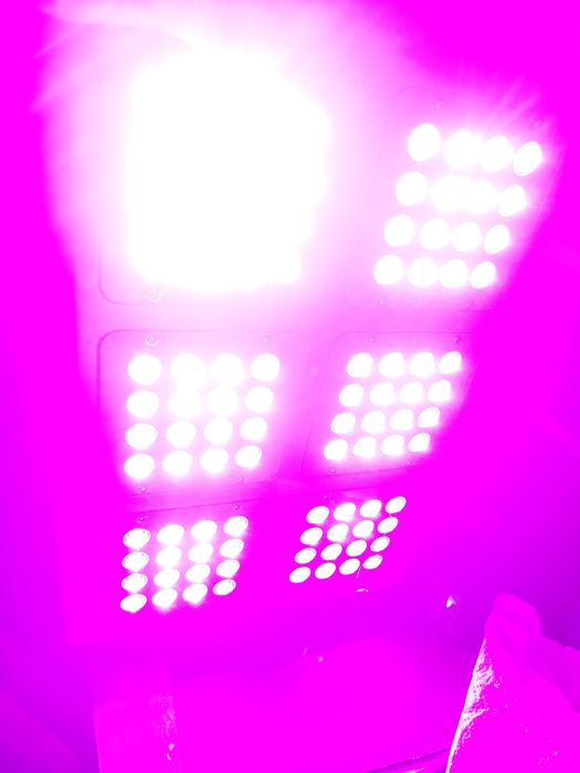 Luzes LED Phytolite NX2 300 para cultivar indoor