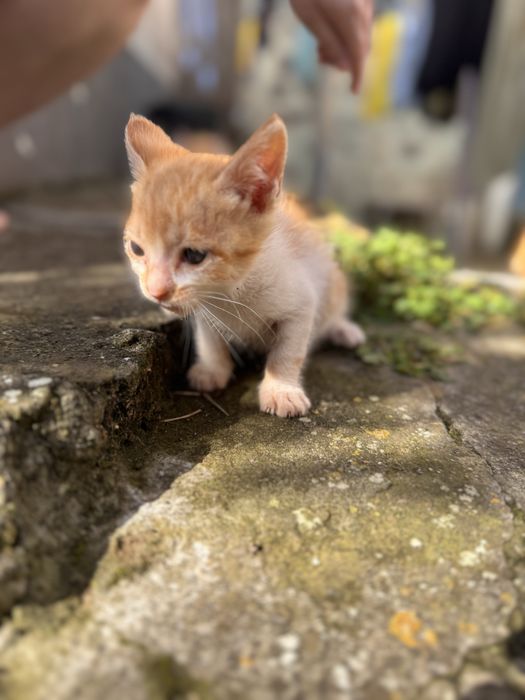 Gato com 3 meses GRATIS