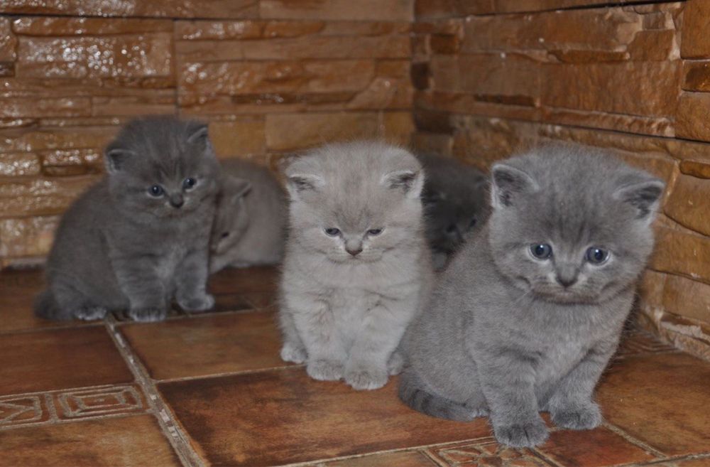 Кошеня британськоі породи