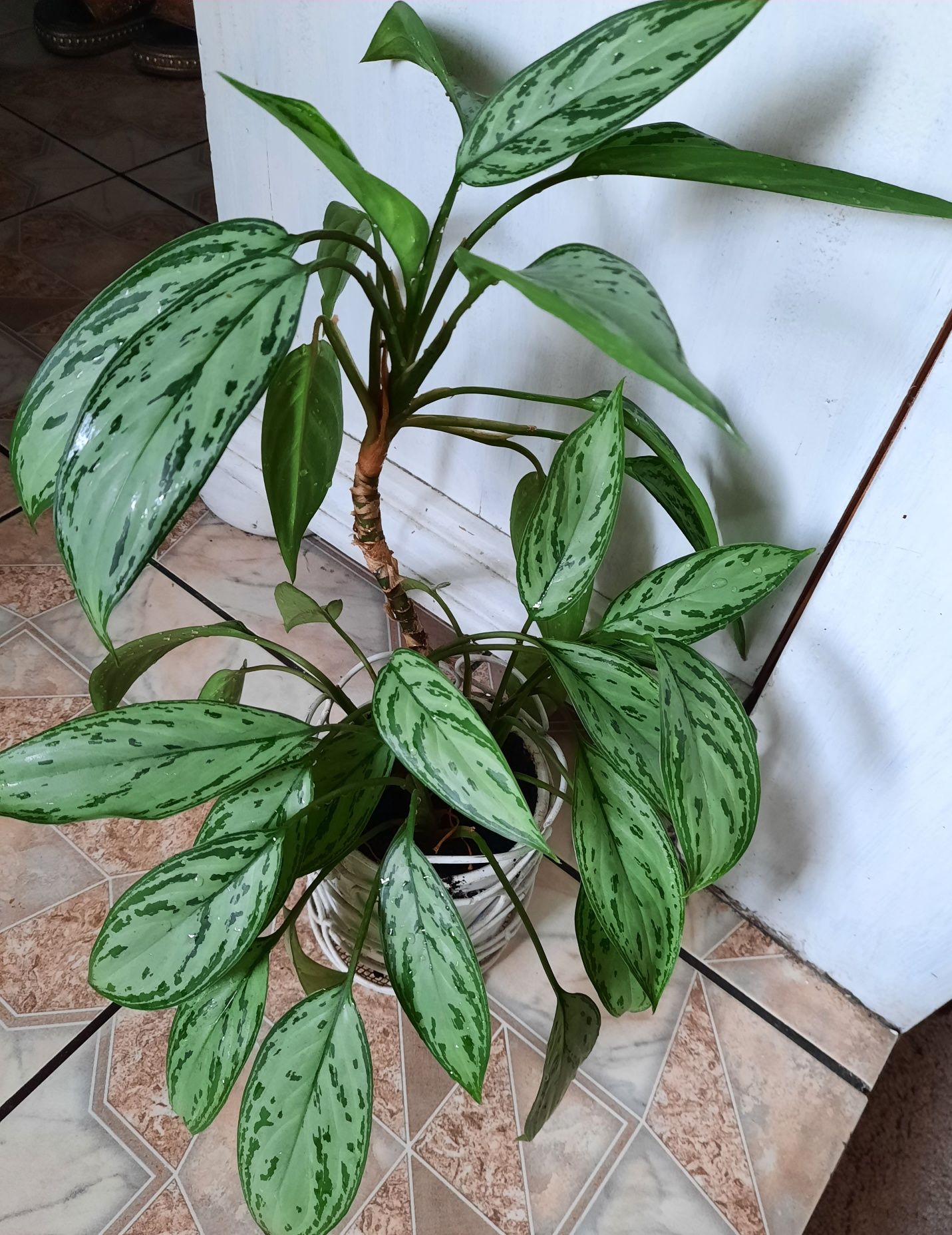 Aglonema Silver Queen duży  ładny kwiat doniczkowy Aglaonema