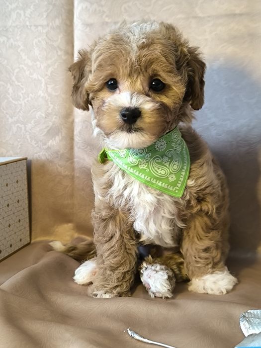 Мальтіпу F1, хлопчик