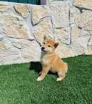 Shiba Inu Macho Disponível
