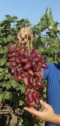 Сажинці винограду ( Мускат, Акрадія, Кишмиш)