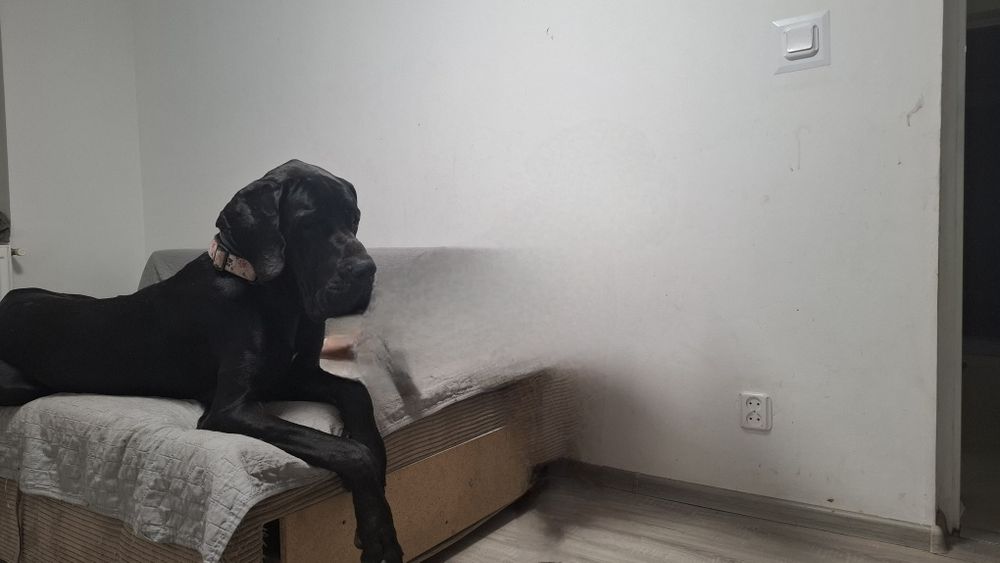 Dog niemiecki za darmo