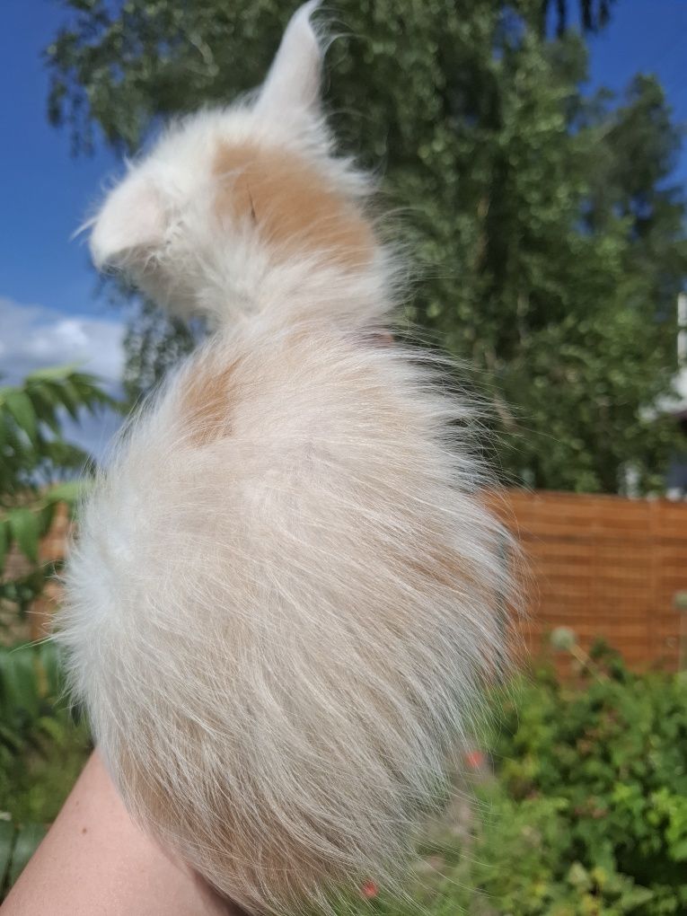 Kocurek Maine Coon z efektem merle