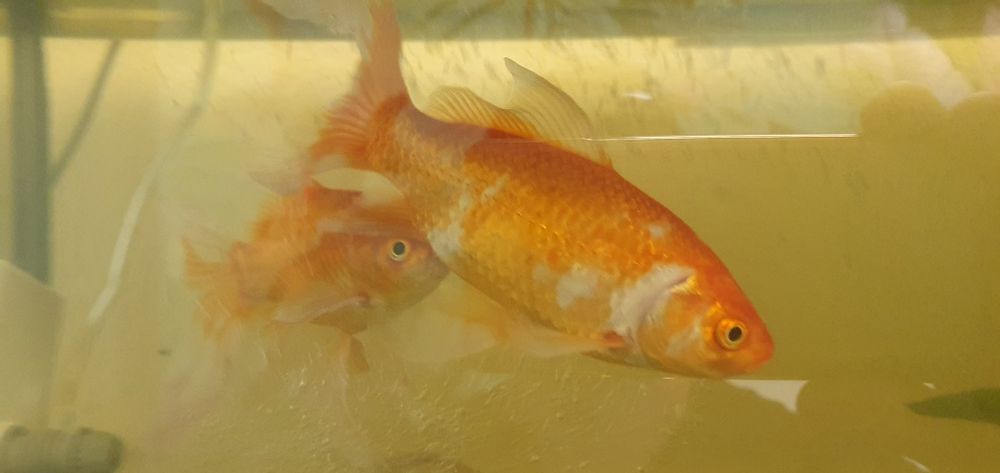 Рыбка золотая комета 15 см./обмен