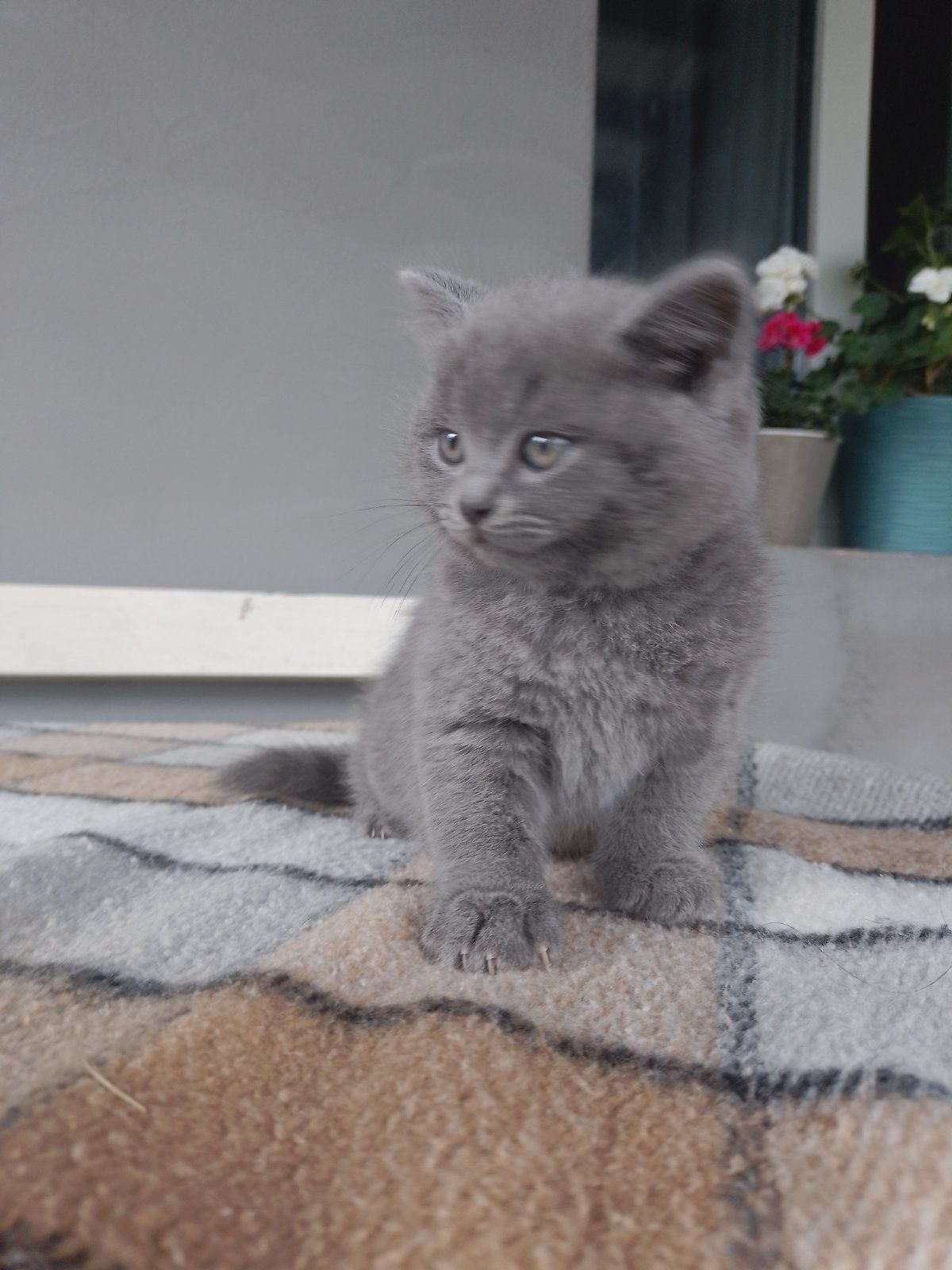 Кошенята шукають дім